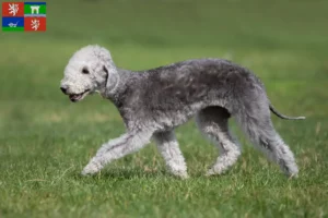 Přečtete si více ze článku Chovatelé bedlington teriérů a štěňat v Ústí