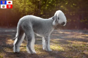 Přečtete si více ze článku Chovatelé bedlington teriérů a štěňat na Vysočině