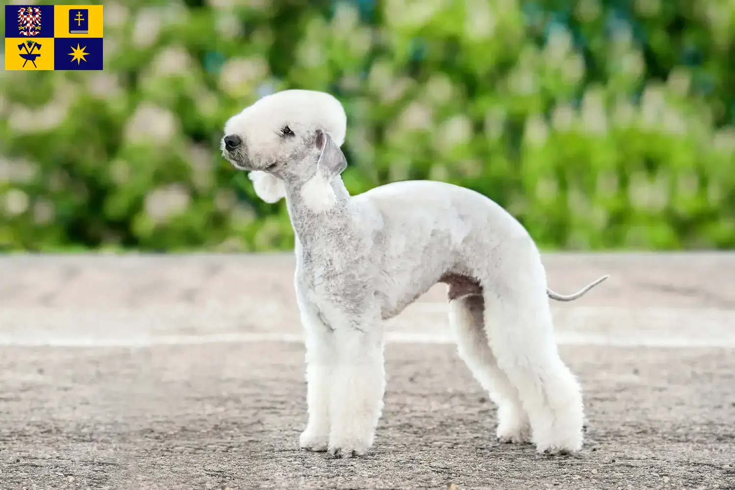 Přečtete si více ze článku Chovatelé bedlington teriérů a štěňat ve Zlíně