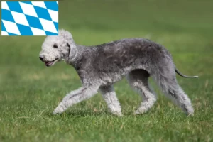 Přečtete si více ze článku Chovatelé bedlington teriérů a štěňat v Bavorsku