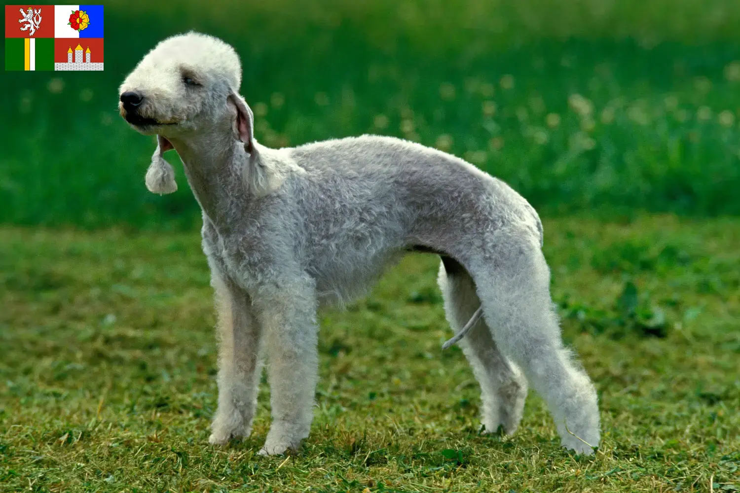 Přečtete si více ze článku Chovatelé bedlington teriérů a štěňat v Jihočeském kraji