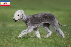 Přečtete si více ze článku Chovatelé bedlington teriérů a štěňat v Meklenbursku-Předním Pomořansku