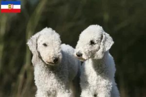 Přečtete si více ze článku Chovatelé bedlington teriérů a štěňat ve Šlesvicku-Holštýnsku