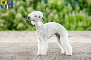 Přečtete si více ze článku Chovatelé bedlington teriérů a štěňat v Moravskoslezském kraji