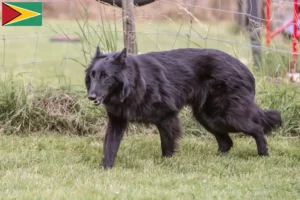 Přečtete si více ze článku Chovatel belgických ovčáků a štěňata v Guyaně