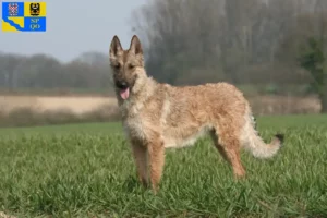 Přečtete si více ze článku Chovatelé belgických ovčáků a štěňat v Olomouci