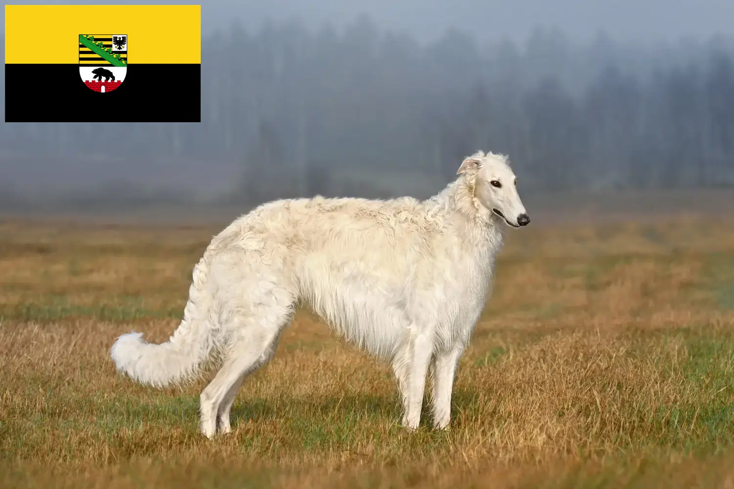 Přečtete si více ze článku Chovatelé borzojů a štěňat v Sasku-Anhaltsku