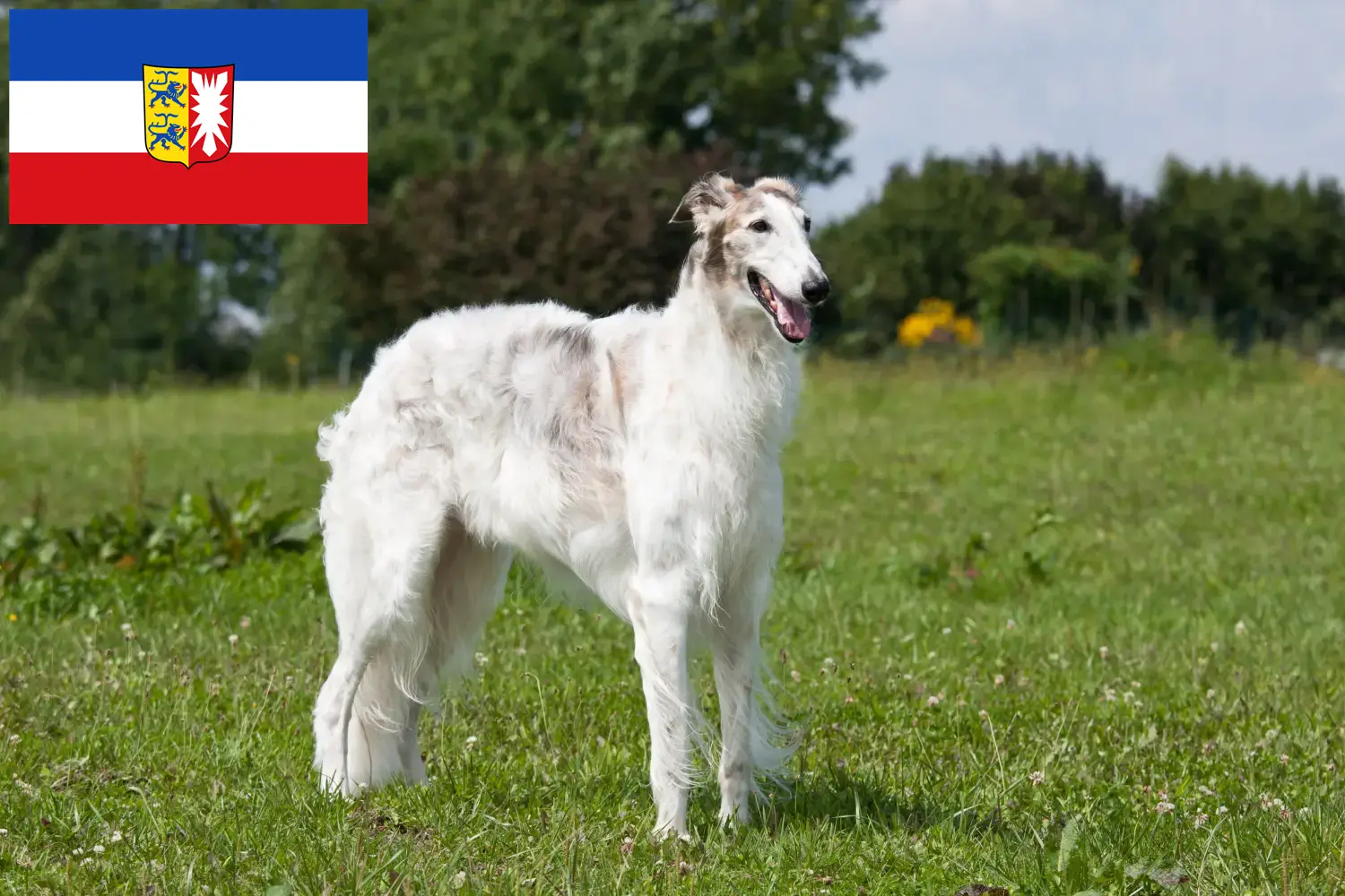 Přečtete si více ze článku Chovatelé borzojů a štěňat ve Šlesvicku-Holštýnsku