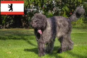 Přečtete si více ze článku Chovatelé a štěňata Bouvier des Flandres v Berlíně