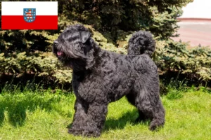 Přečtete si více ze článku Chovatelé a štěňata Bouvier des Flandres v Durynsku