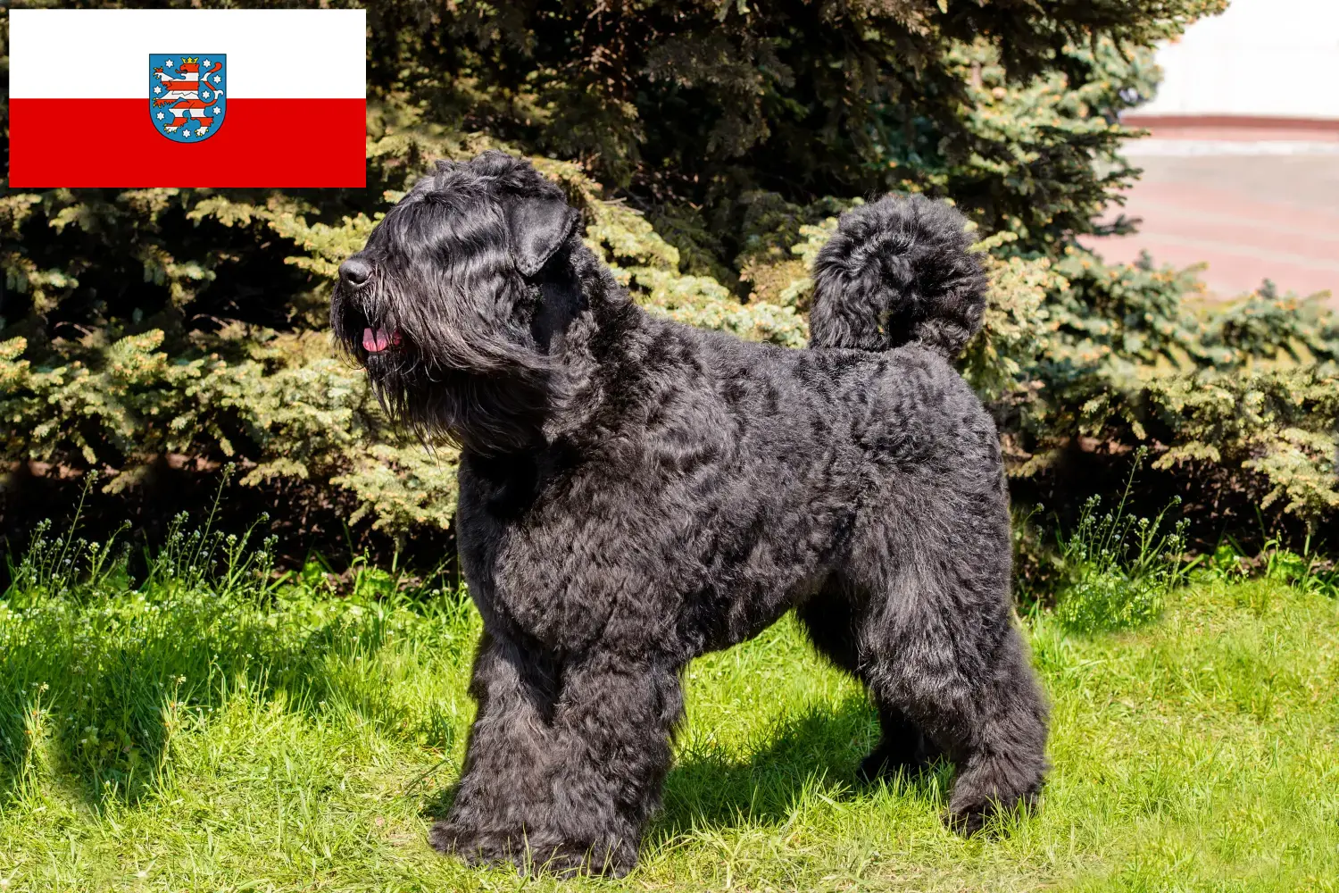 Přečtete si více ze článku Chovatelé a štěňata Bouvier des Flandres v Durynsku