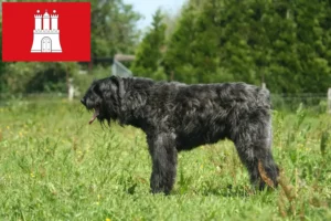 Přečtete si více ze článku Chovatelé a štěňata Bouvier des Flandres v Hamburku