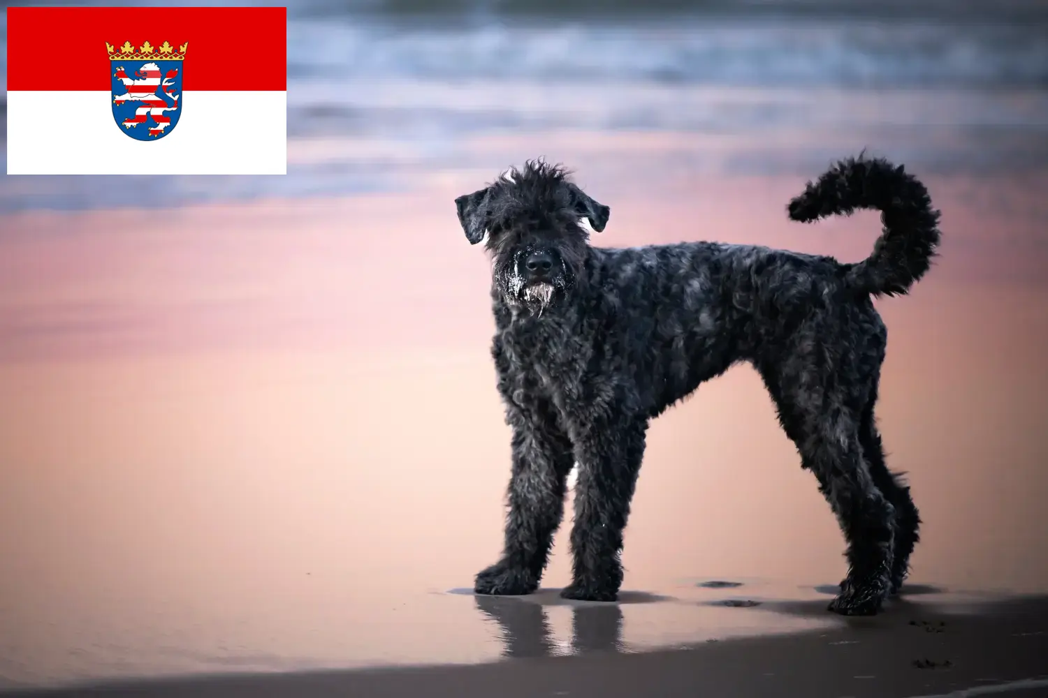 Přečtete si více ze článku Chovatelé a štěňata Bouvier des Flandres v Hesensku