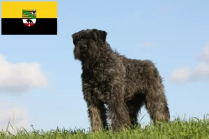 Přečtete si více ze článku Chovatelé a štěňata Bouvier des Flandres v Sasku-Anhaltsku