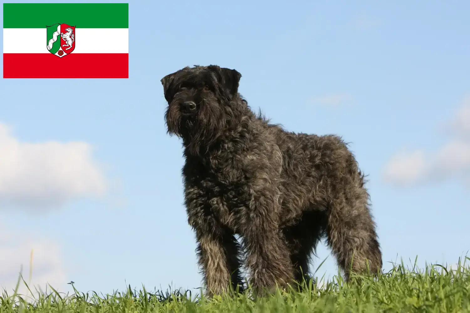 Přečtete si více ze článku Chovatelé a štěňata plemene Bouvier des Flandres v Severním Porýní-Vestfálsku