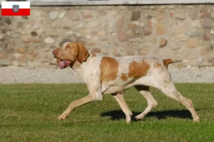 Přečtete si více ze článku Chovatelé a štěňata Bracco Italiano v Durynsku