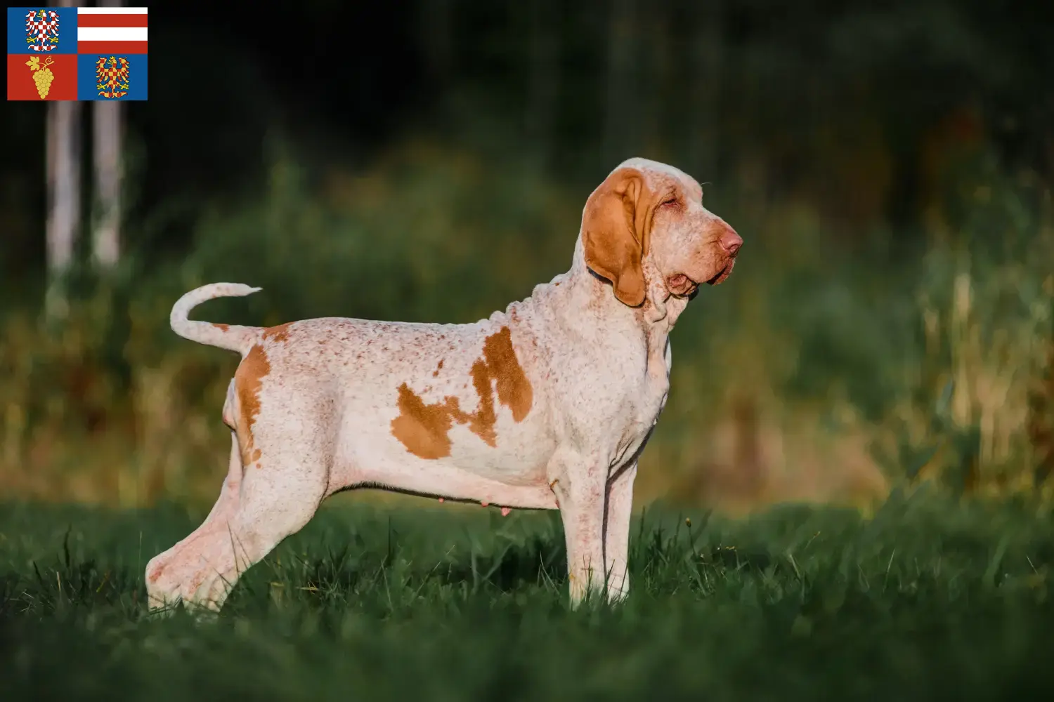 Přečtete si více ze článku Chovatelé a štěňata Bracco Italiano na jižní Moravě