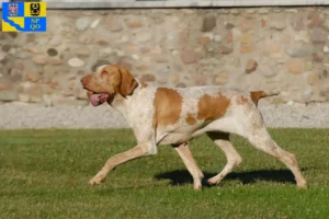 Přečtete si více ze článku Chovatelé a štěňata Bracco Italiano v Olomouci