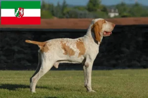 Přečtete si více ze článku Chovatelé a štěňata Bracco Italiano v Severním Porýní-Vestfálsku