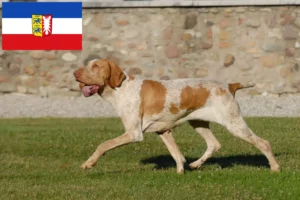 Přečtete si více ze článku Chovatelé a štěňata Bracco Italiano ve Šlesvicku-Holštýnsku