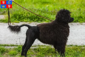 Přečtete si více ze článku Chovatelé a štěňata Cão de Agua português v Hradci Králové