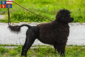 Přečtete si více ze článku Chovatelé a štěňata Cão de Agua português na jižní Moravě