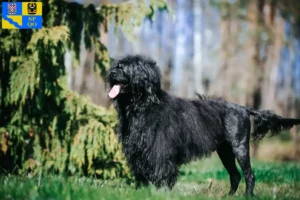 Přečtete si více ze článku Cão de Agua português chovatelé a štěňata v Olomouci