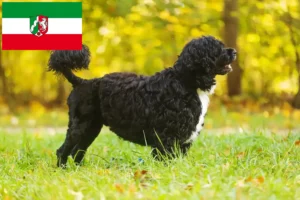 Přečtete si více ze článku Cão de Agua português chovatelé a štěňata v Severním Porýní-Vestfálsku