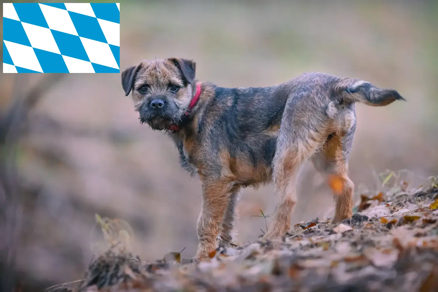 Přečtete si více ze článku Chovatelé border teriérů a štěňat v Bavorsku