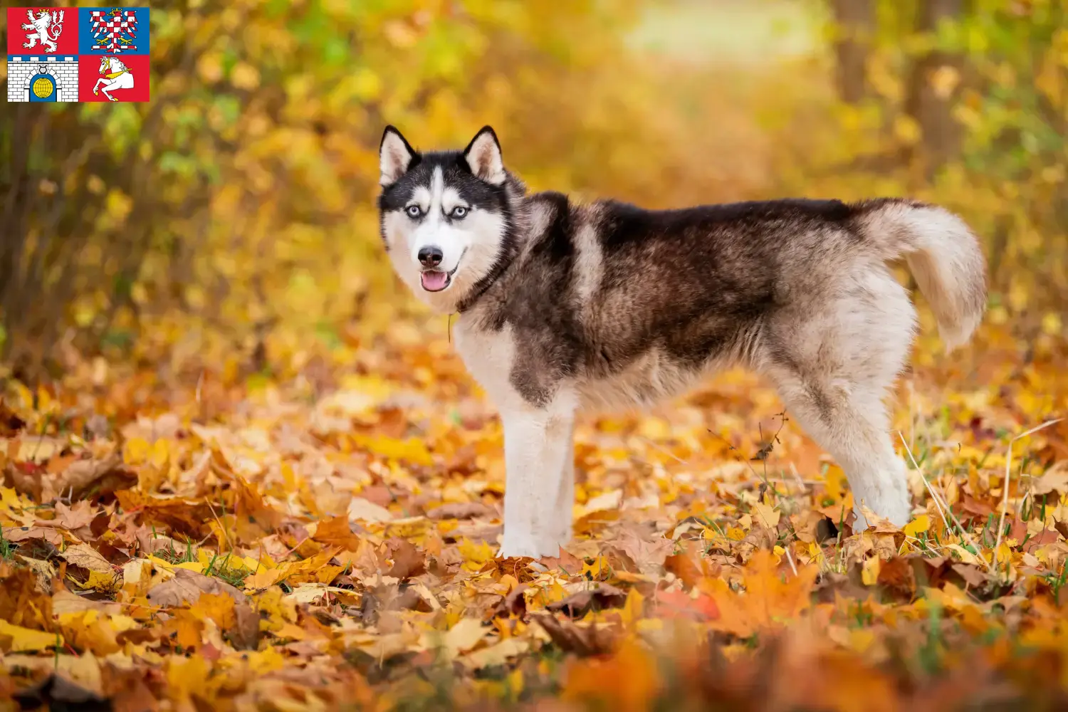 Přečtete si více ze článku Chovatelé huskyho a štěňat v Pardubicích