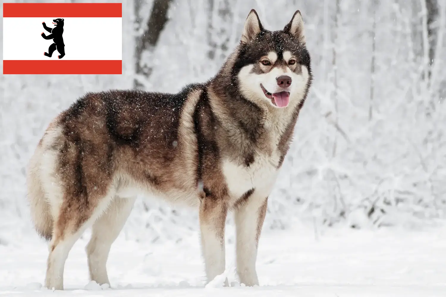 Přečtete si více ze článku Chovatelé huskyho a štěňata v Berlíně