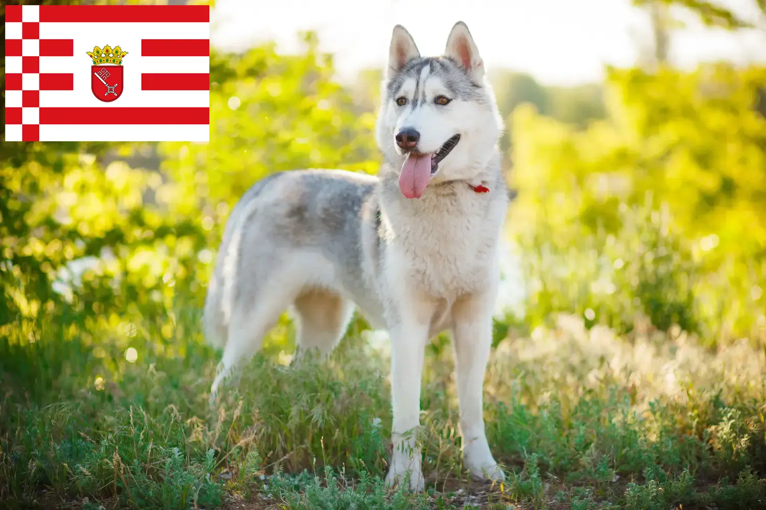 Přečtete si více ze článku Chovatelé huskyho a štěňata v Brémách