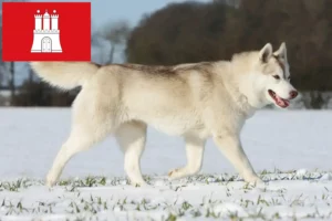 Přečtete si více ze článku Chovatelé huskyho a štěňata v Hamburku