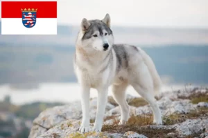 Přečtete si více ze článku Chovatelé huskyho a štěňata v Hesensku