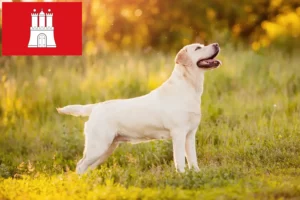 Přečtete si více ze článku Chovatelé labradorů a štěňat v Hamburku