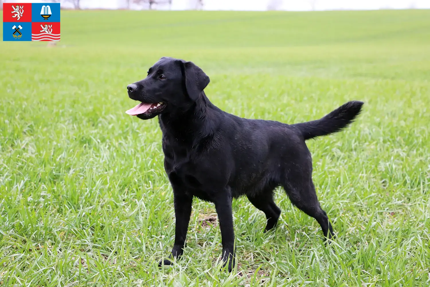 Přečtete si více ze článku Chovatelé labradorů a štěňat v Karlových Varech