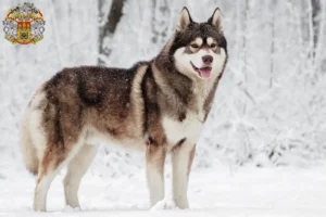 Přečtete si více ze článku Chovatelé huskyho a štěňat v Praze