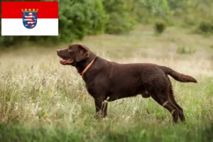 Přečtete si více ze článku Chovatelé labradorů a štěňat v Hesensku