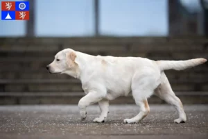 Přečtete si více ze článku Chovatelé labradorů a štěňat v Liberci