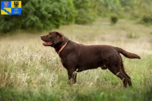 Přečtete si více ze článku Chovatelé labradorů a štěňat v Olomouci