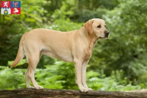 Přečtete si více ze článku Chovatelé labradorů a štěňat v Pardubicích