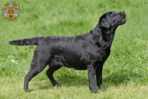 Přečtete si více ze článku Chovatelé labradorů a štěňat v Praze