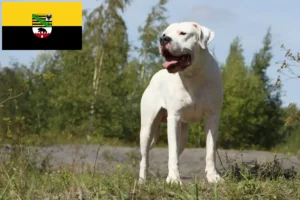 Přečtete si více ze článku Chovatelé a štěňata Dogo Argentino v Sasku-Anhaltsku