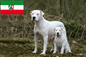 Přečtete si více ze článku Chovatelé a štěňata Dogo Argentino v Severním Porýní-Vestfálsku