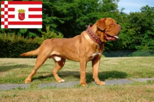 Přečtete si více ze článku Chovatelé a štěňata Dogue de Bordeaux v Brémách