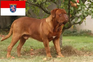 Přečtete si více ze článku Chovatelé a štěňata Dogue de Bordeaux v Hesensku