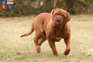 Přečtete si více ze článku Chovatelé a štěňata Dogue de Bordeaux na jižní Moravě