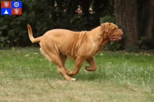 Přečtete si více ze článku Chovatelé a štěňata Dogue de Bordeaux v Liberci