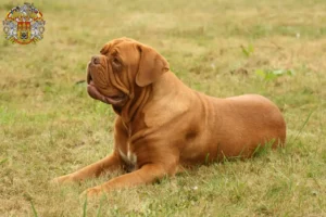 Přečtete si více ze článku Chovatelé a štěňata Dogue de Bordeaux v Praze