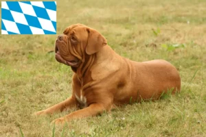 Přečtete si více ze článku Chovatelé a štěňata Dogue de Bordeaux v Bavorsku